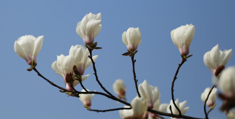 红玉兰花花语（红玉兰花的美丽与意义）