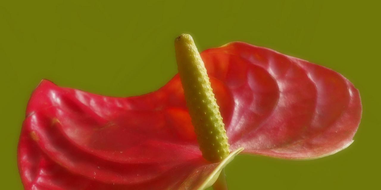 红掌之美——生命力与热情的象征（红掌花开）