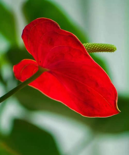 红掌花花语之美丽与祝福（探索红掌花的花语和象征意义）