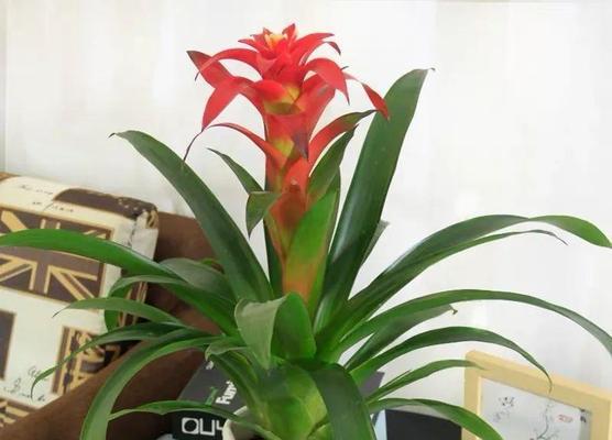 以鸿运当头花的寓意与启示（努力与机遇的交汇点）