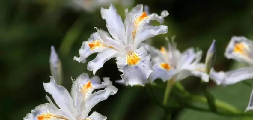 蝴蝶花花语（探索蝴蝶花的神秘语言）