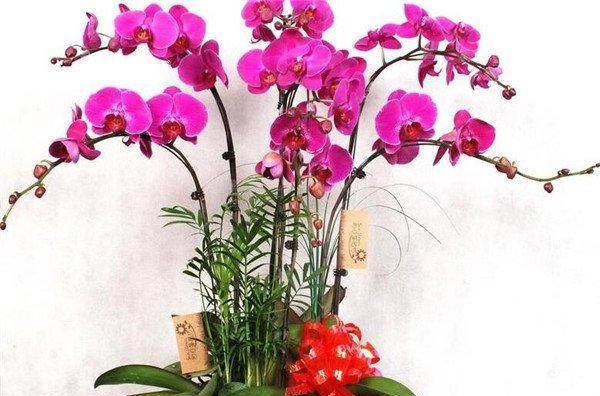 蝴蝶兰（用优雅绽放诠释生命的力量）