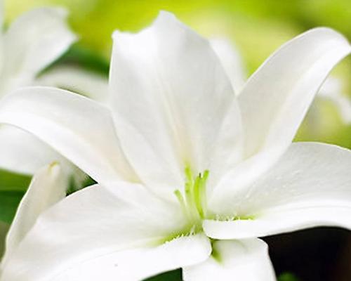 虎皮百合花语之美丽与神秘（揭开虎皮百合的花语秘密）