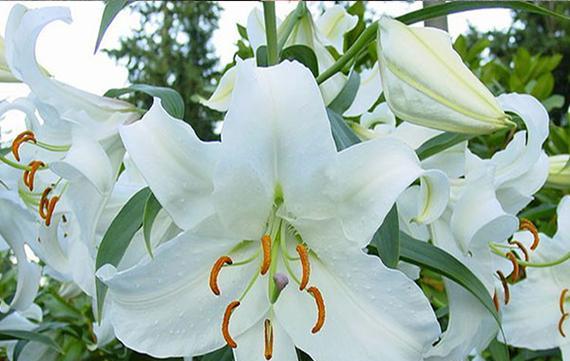 虎皮百合花语之美丽与神秘（揭开虎皮百合的花语秘密）