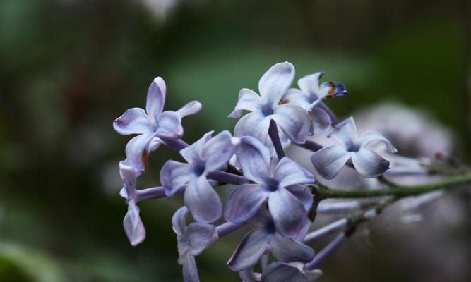 花叶丁香的花语——浪漫与祝福（从花叶丁香的花语看世界的美好和无限可能）