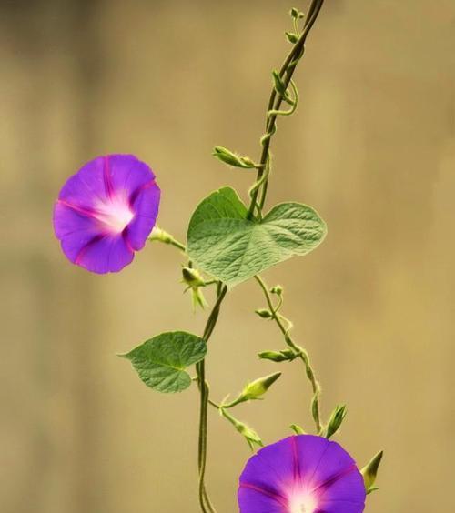 花开坚强——以花语大全述说坚韧不拔的力量（探寻花的花语中蕴含的坚强主题）