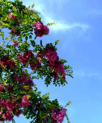 槐花的花语——寓意深远的花朵（槐花的花语与传说）