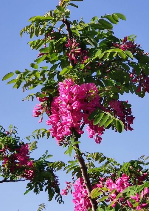 槐花的花语意义（深入了解槐花的花语）