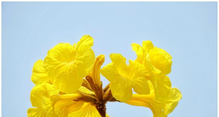 黄花风铃木（花开如黄金）