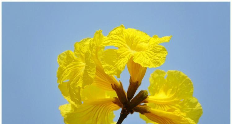 黄花风铃木（花开如黄金）