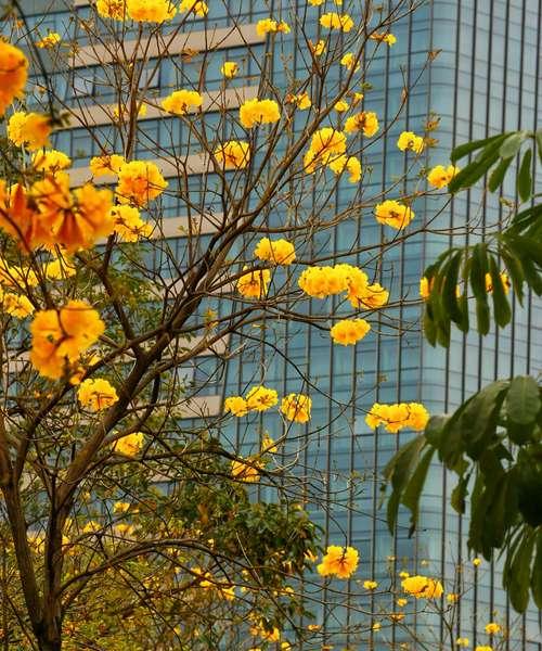黄花风铃木的花语与意义（唤醒希望的黄色）