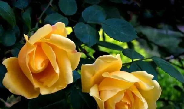 黄玫瑰的象征意义及文化传承（探寻黄玫瑰的花语与情感表达）