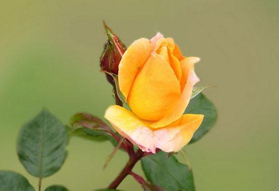 两朵黄玫瑰的象征意义（探寻黄玫瑰所代表的情感和美好）