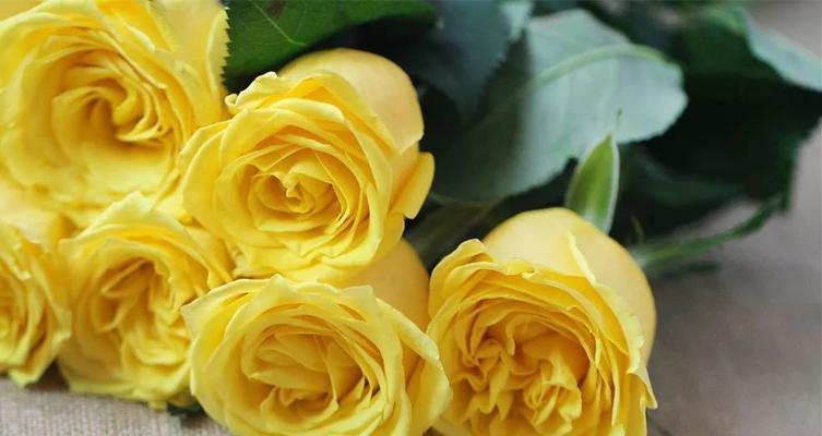黄玫瑰（探究黄玫瑰的含义及象征）