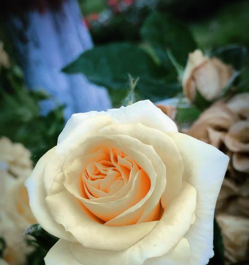 黄玫瑰的象征意义及传承之美（探寻黄玫瑰背后的深刻情感与美丽）