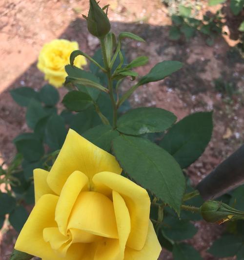 黄玫瑰的寓意（传递温馨与感激的黄玫瑰花语）