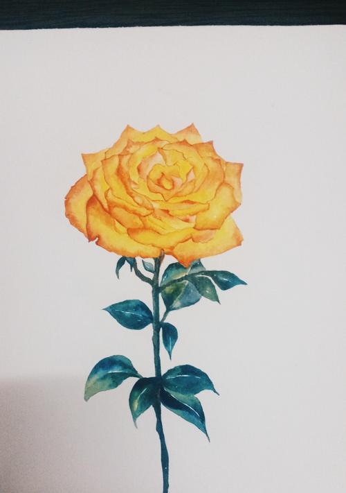 黄玫瑰的寓意与象征——美丽、友谊与欢乐（揭示黄玫瑰背后的花语之谜）