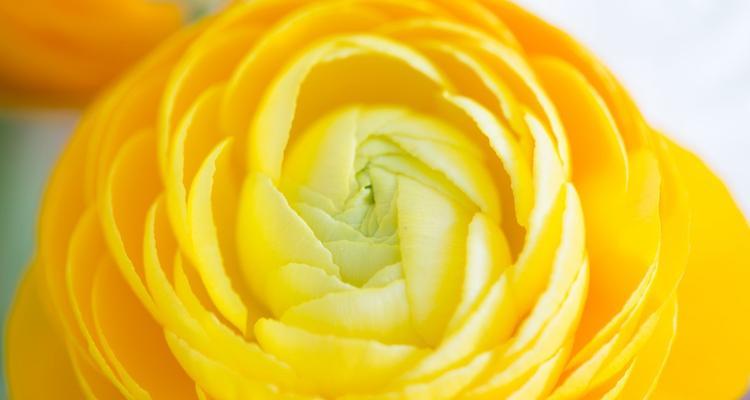 黄玫瑰花的美丽与象征意义（探寻黄玫瑰花的花语与传说）