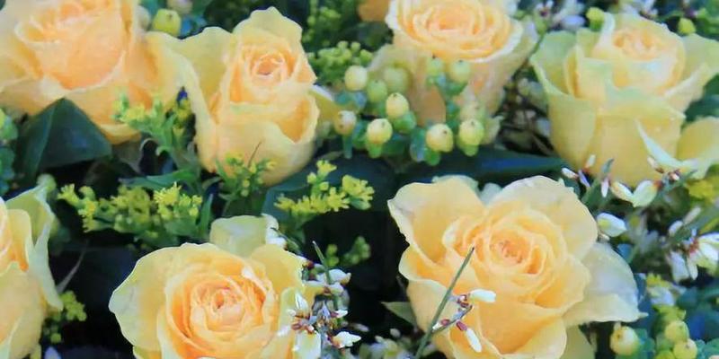 黄玫瑰花语——爱与友情的象征（传递温暖的金色花朵）