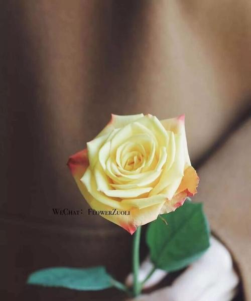 黄玫瑰花的寓意及象征意义（探究黄玫瑰花的特殊寓意与文化意义）
