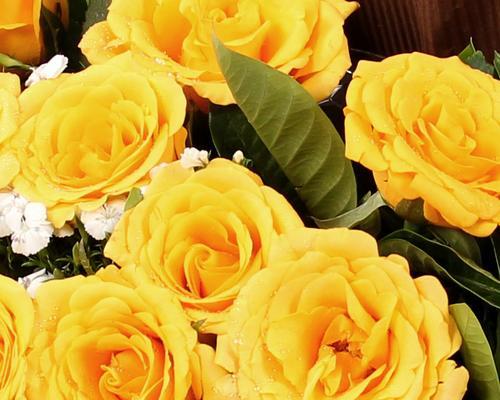 黄玫瑰花的代表寓意（金色的爱与友情）