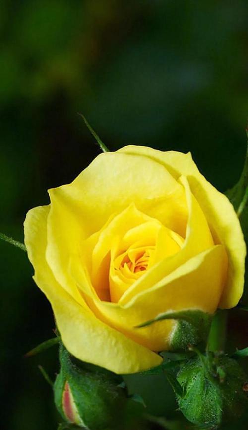 黄玫瑰花语寓意（传递温暖和关怀的黄玫瑰）