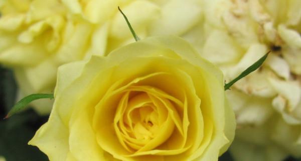 黄玫瑰的象征意义（用黄玫瑰传递温暖与美好）