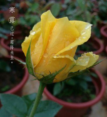 黄玫瑰的花语（黄玫瑰传递温暖与感激）