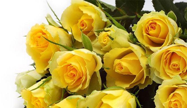 黄蔷薇花语与代表意义（探索黄蔷薇花的意义和象征）