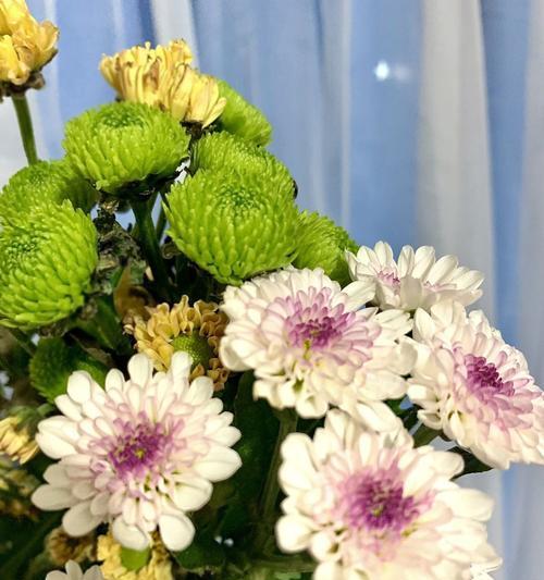 黄色雏菊的花语与寓意（探寻黄色雏菊的花语和象征意义）