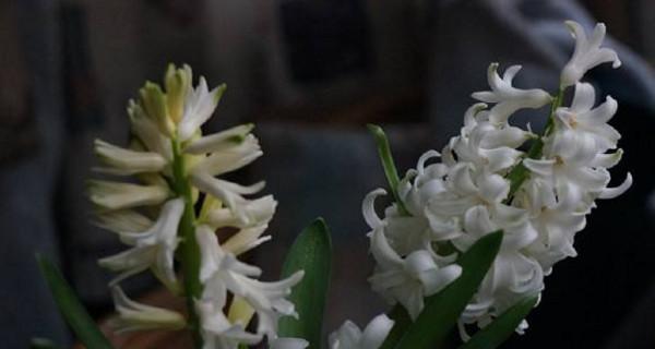 黄色风信子花语的含义及象征（揭示黄色风信子花语的秘密）