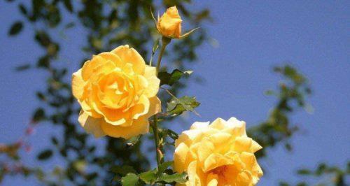 黄色玫瑰的花语和寓意（探索黄色玫瑰的象征意义及传递的情感）