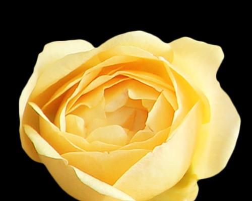 黄色玫瑰的花语及象征意义（探寻黄色玫瑰的内涵）