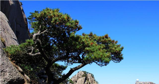 黄山松（生命与希望在黄山松中绽放）