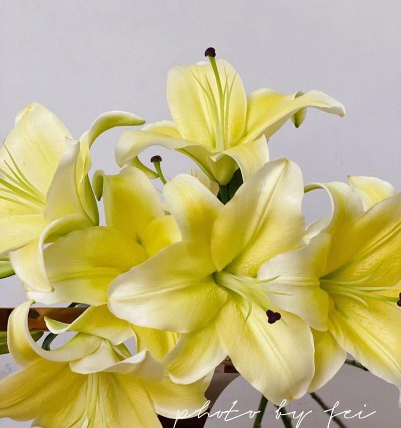 以黄天霸百合花的花语为主题的探索（揭示黄天霸百合花的花语与寓意）