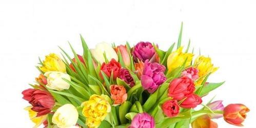 黄郁金香花语（探寻黄郁金香背后的花语密码）