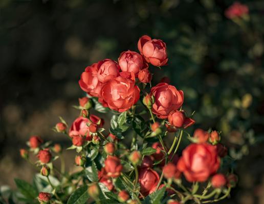 黄月季花语（用花语诠释黄月季的美丽）