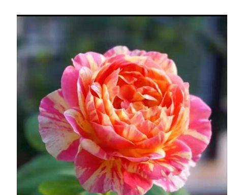 黄月季花的寓意与象征——阳光与希望（揭示黄月季花背后的深刻寓意与象征）