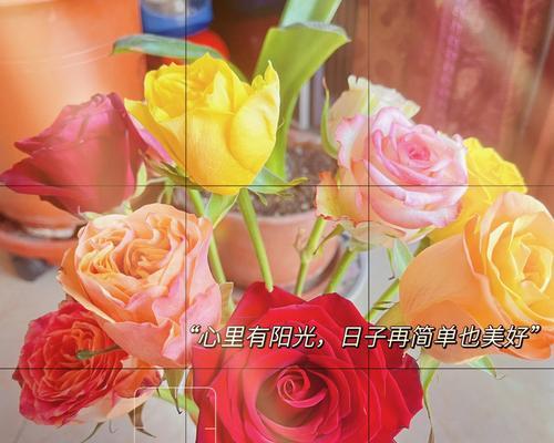 混色玫瑰花语（探寻混色玫瑰的神秘花语）
