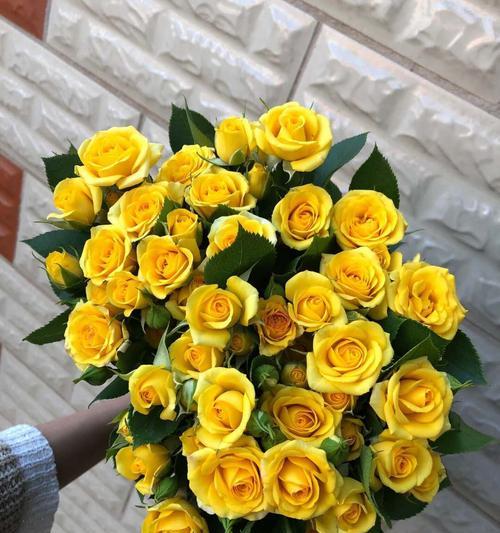 混色玫瑰花语（探寻混色玫瑰的神秘花语）