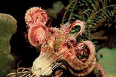 活化石植物（探索活化石植物的奥秘）