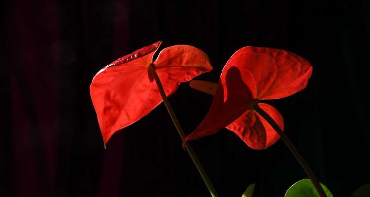 火鹤花（探寻火鹤花的花语奥秘）