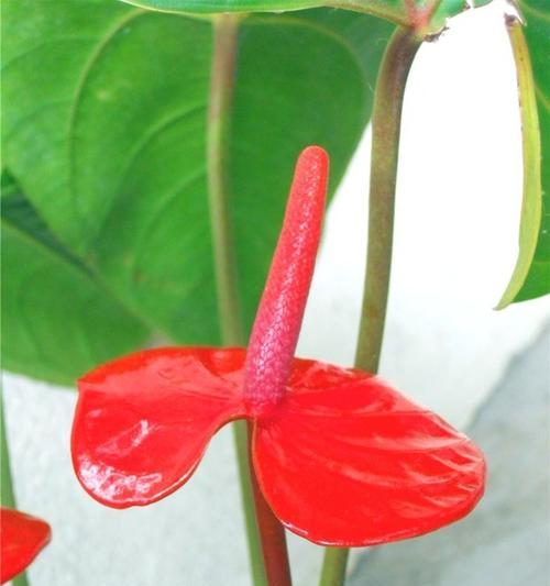 火鹤花的象征寓意与美丽之谜（揭秘火鹤花的神秘力量与优雅魅力）