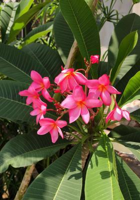 鸡蛋花（揭秘鸡蛋花的花语及其传说）
