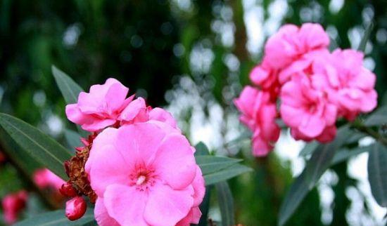 夹竹桃花语与寓意（探寻夹竹桃花的美丽与内涵）