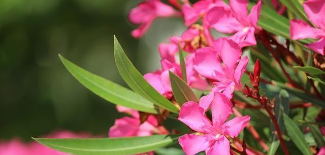 夹竹桃花语与寓意（探寻夹竹桃花的美丽与内涵）