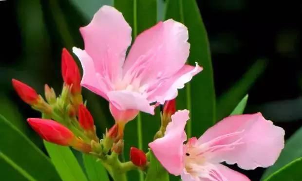 夹竹桃花语与寓意（探寻夹竹桃花的美丽与内涵）