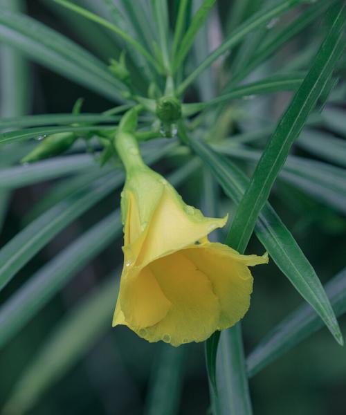 夹竹桃花语的深刻意义（探寻夹竹桃花语的美与哲学）