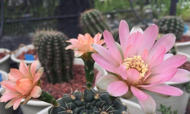 家里仙人球开花的寓意（从仙人球开花中寻找生命的美好）