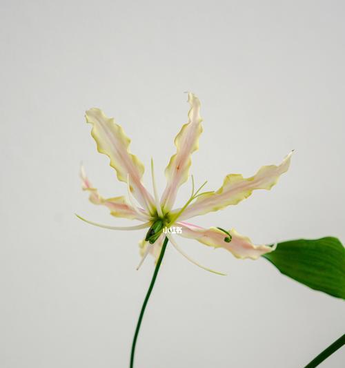解读嘉兰花语的含义（深入剖析嘉兰花语的隐含寓意与文化内涵）